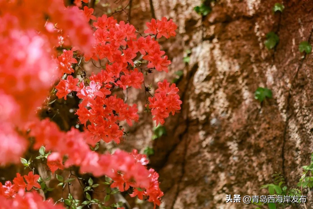 现实版小森林，这些藏在西海岸周边的乡野太治愈