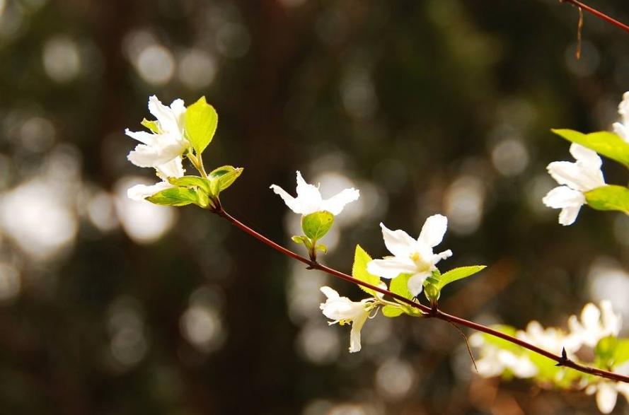 写踏青寻春的诗句,惜春寻春之意的诗词