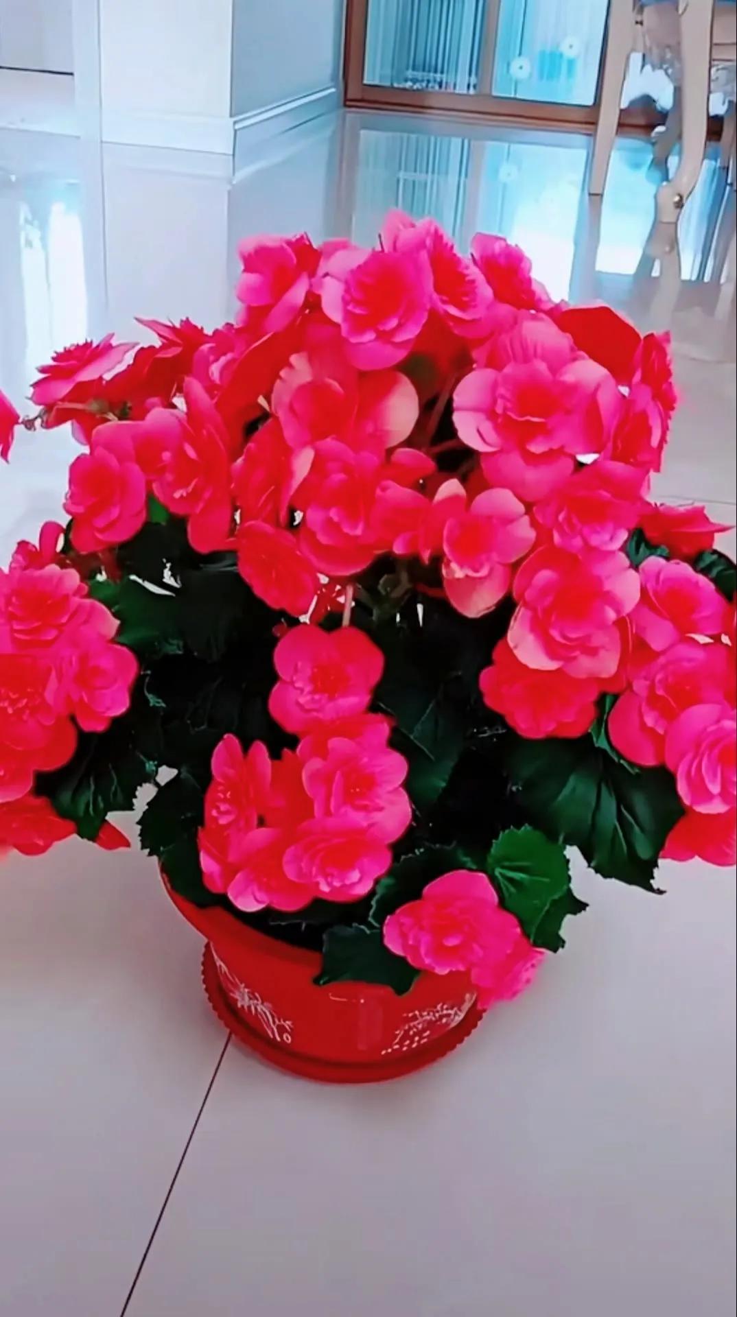 分享精美花朵图片,分享春天的图片大全