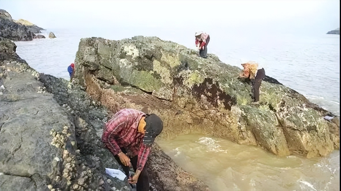 中国人吃藤壶,哪个地方的人吃藤壶