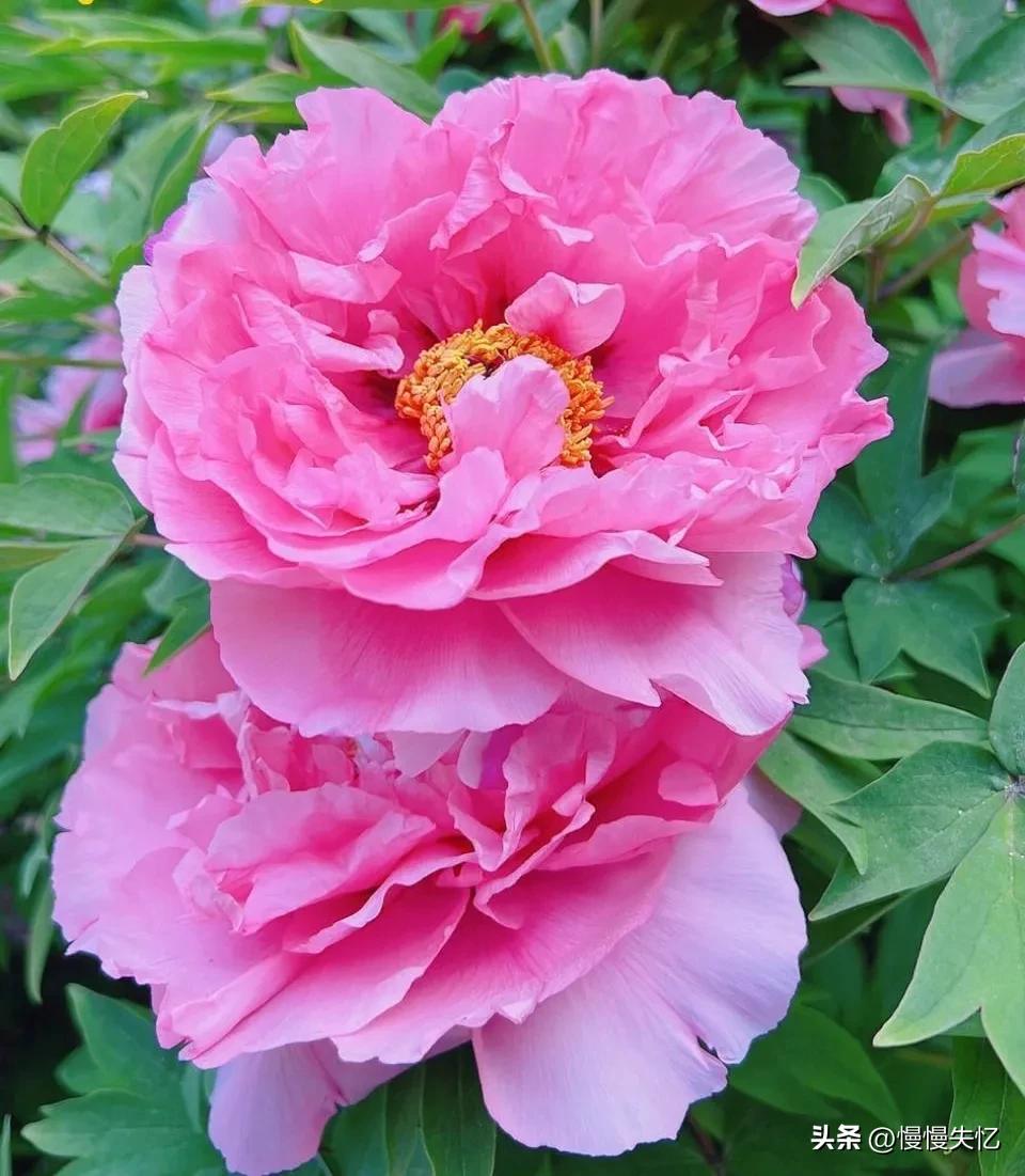 历代咏牡丹花诗词大全,关于牡丹花的古诗刘禹锡