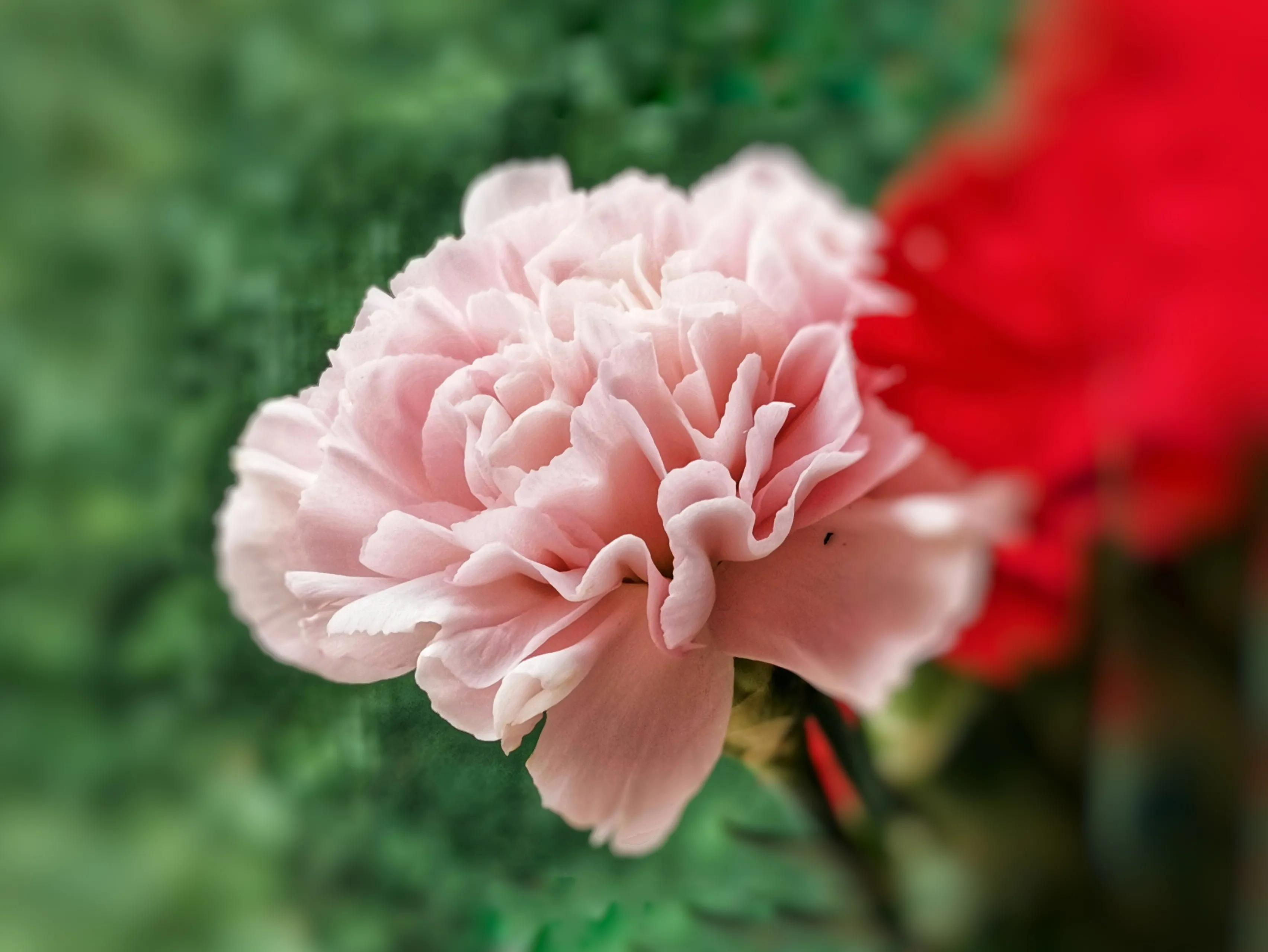 百花酿诗韵芬芳留人间（一）