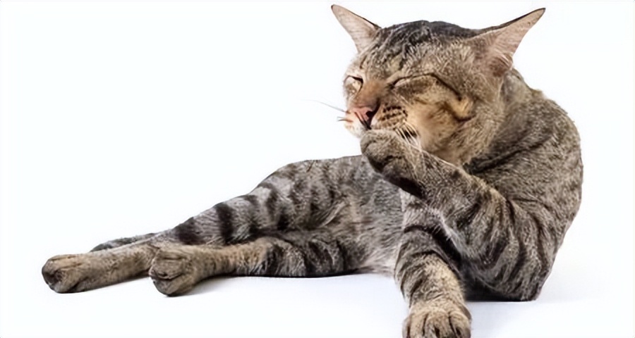 猫咪足部护理的方法,猫咪足部皮肤病