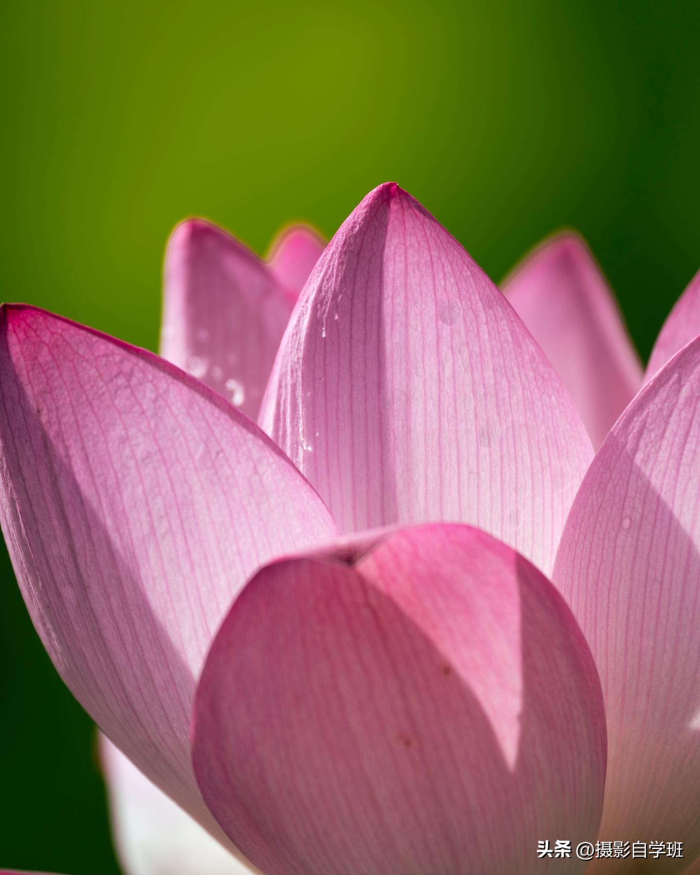 用这3个摄影方法拍荷花,这10个荷花摄影技巧个个实用