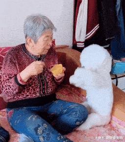 比熊和泰迪哪只最好,比熊vs泰迪哪个最适合学生养