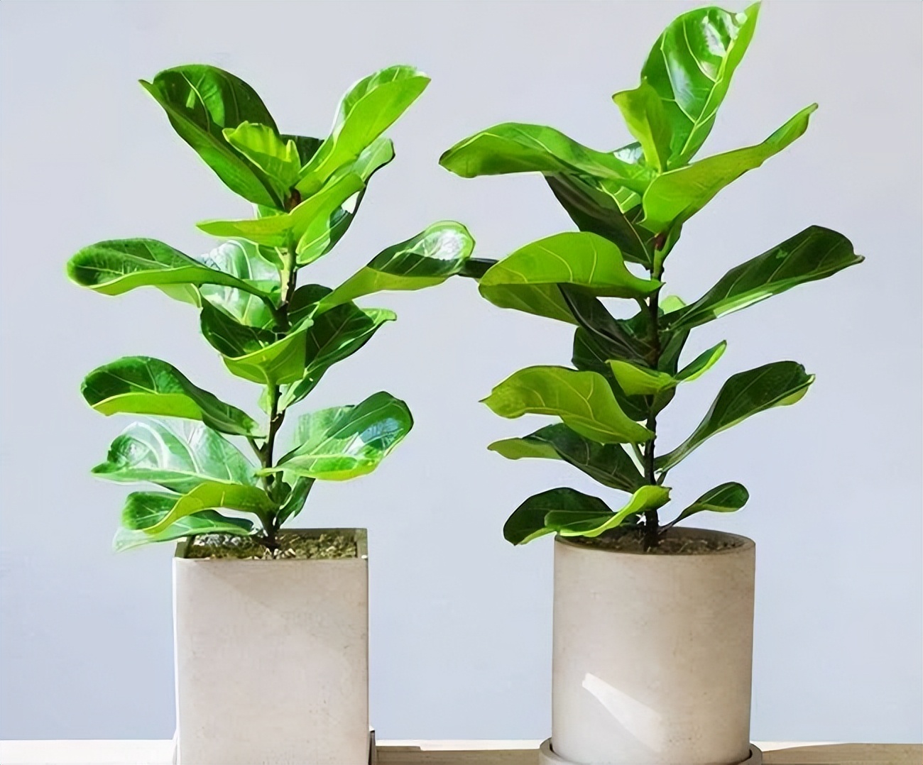 摆在家里最旺的十种花,什么花摆放卧室好养又好看