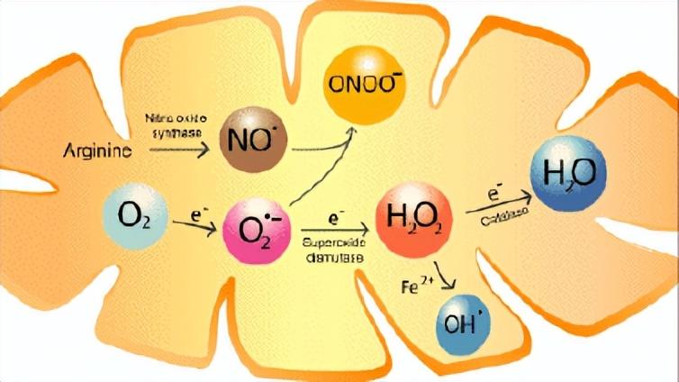 辅酶q10对心脏有什么好处,35岁心脏跳得缓慢吃辅酶q10有用吗