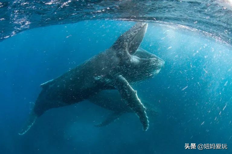 带你真切看人间的宝藏纪录片top10,十一长假适合带孩子看的纪录片