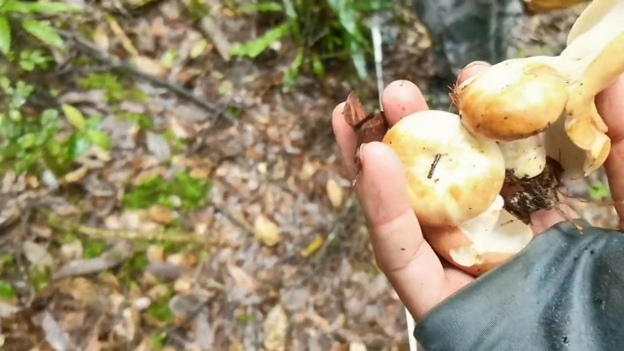 大伟哥带你品尝野生菌（三）赤黄红菇怎么吃？