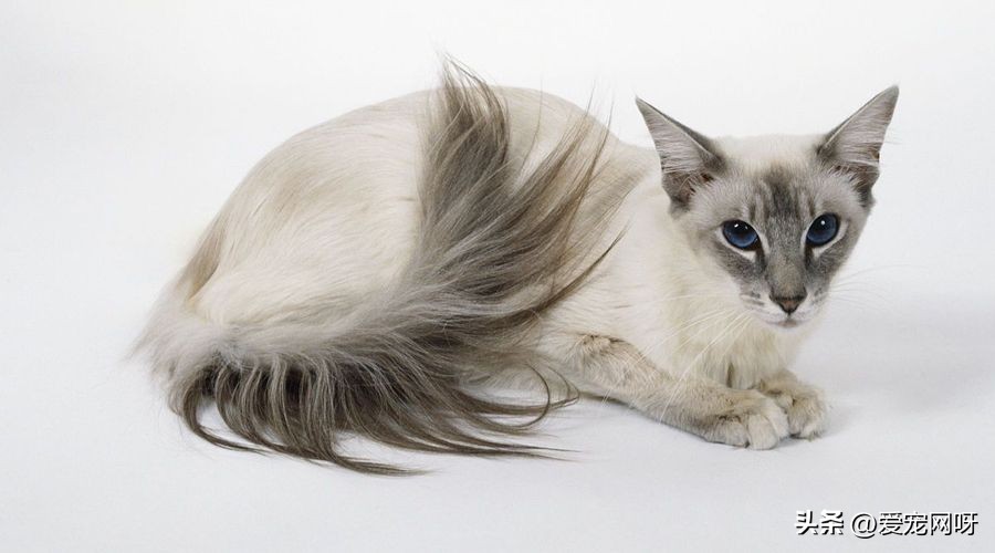 猫咪品种大全及图片,猫咪品种大全视频