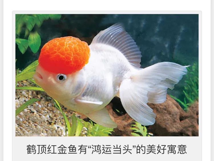 龙种金鱼与文种金鱼如何区别,文种金鱼和龙种金鱼哪种好养