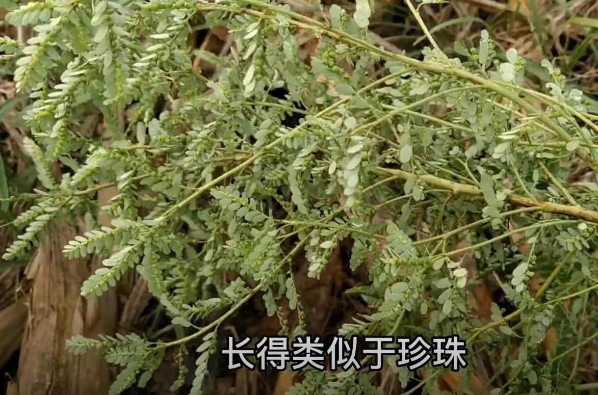 叶下珠护肝,叶下珠有养肝护肝的功效吗