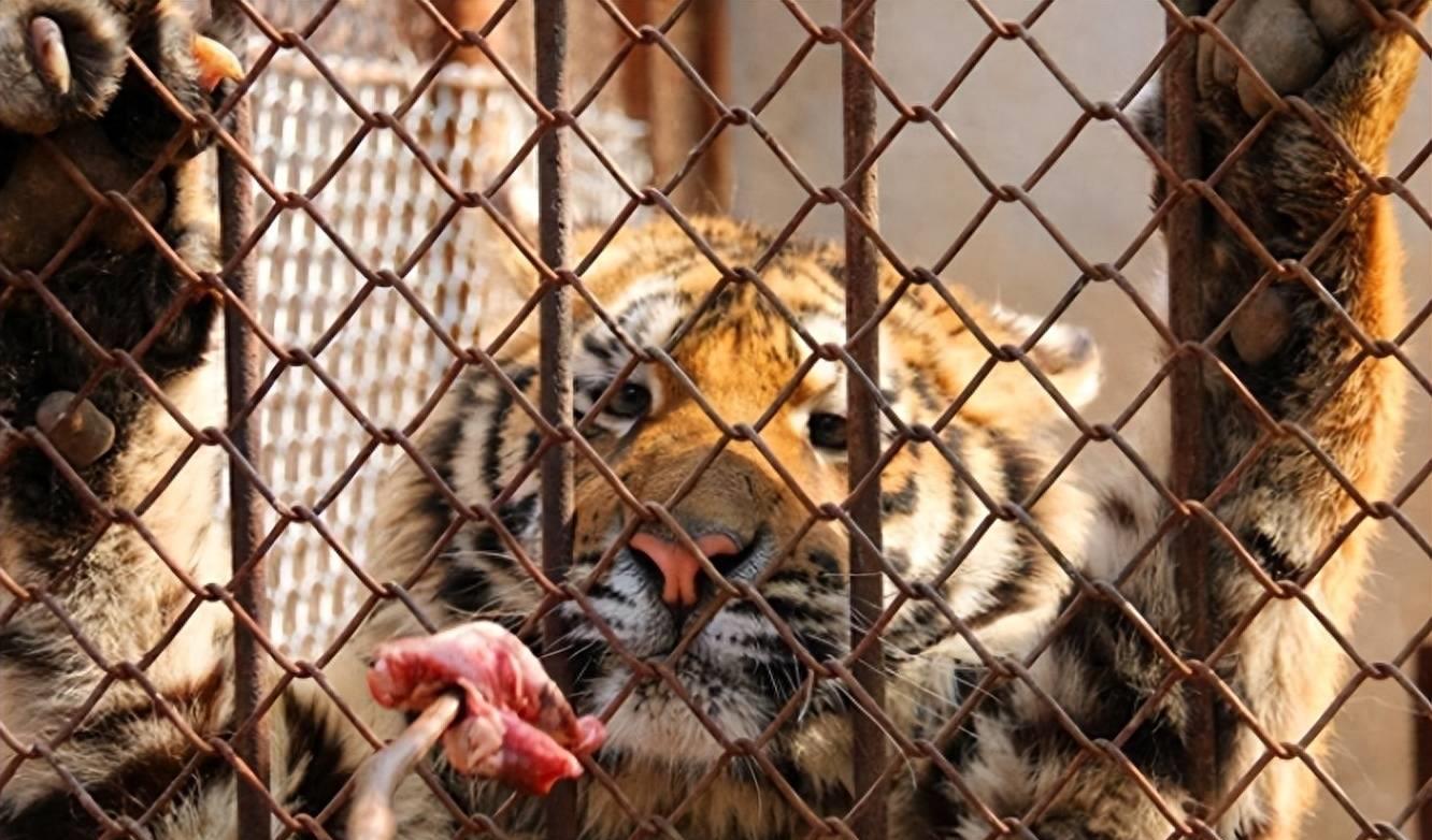 猛虎不吃肉,东北虎为什么被狮子咬死