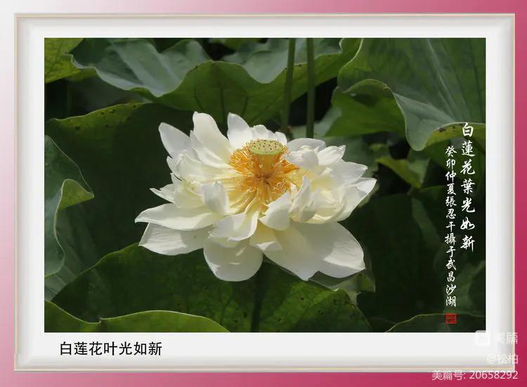 诗图战友情（九十五）荷花别样红