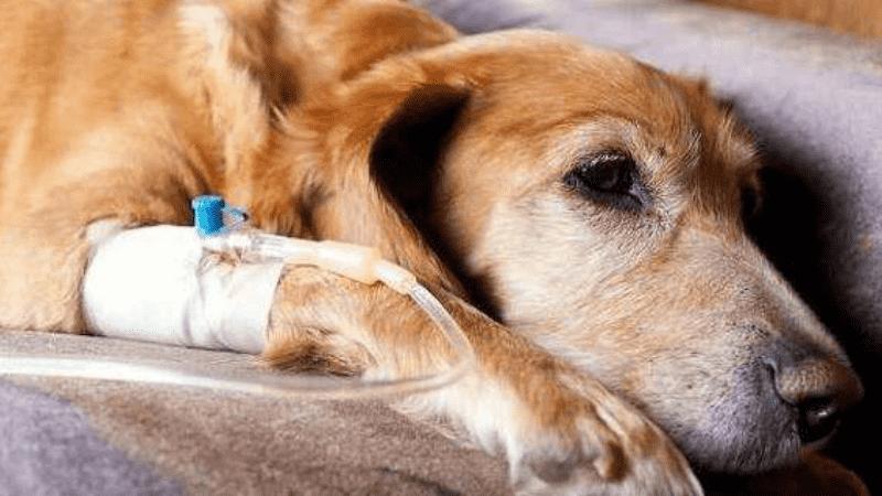 狗吃了老鼠药一般多久熬过危险期,狗误食老鼠药多久证明过了危险期