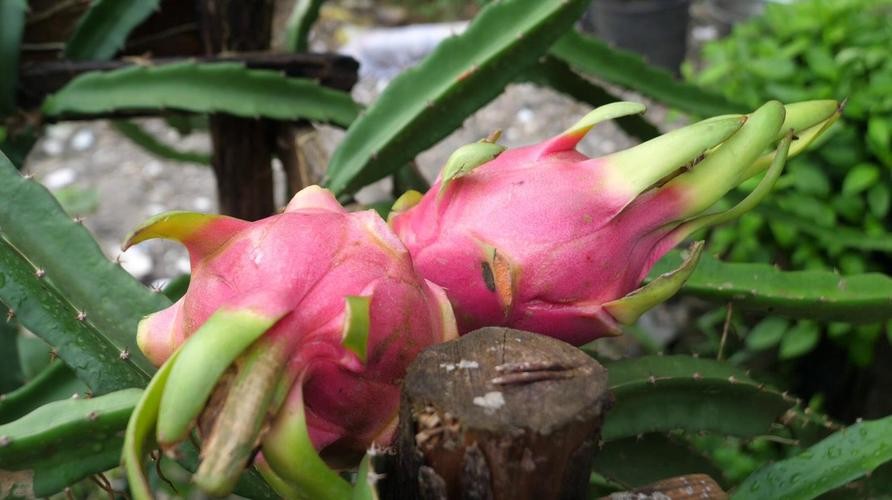 火龙果插枝越长越好吗,火龙果是幼枝插好还是老枝好