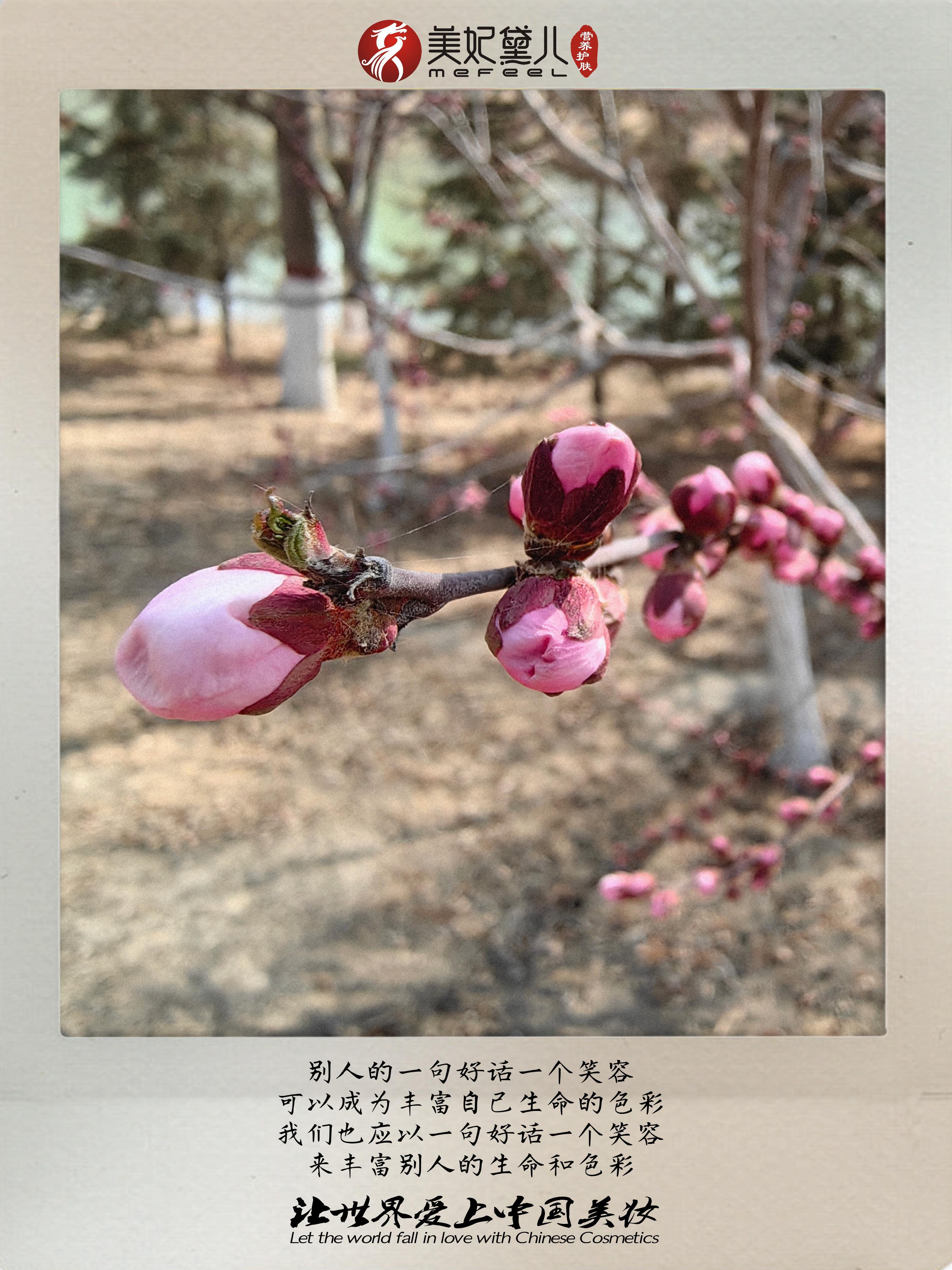 美妃黛儿：同向春风绽