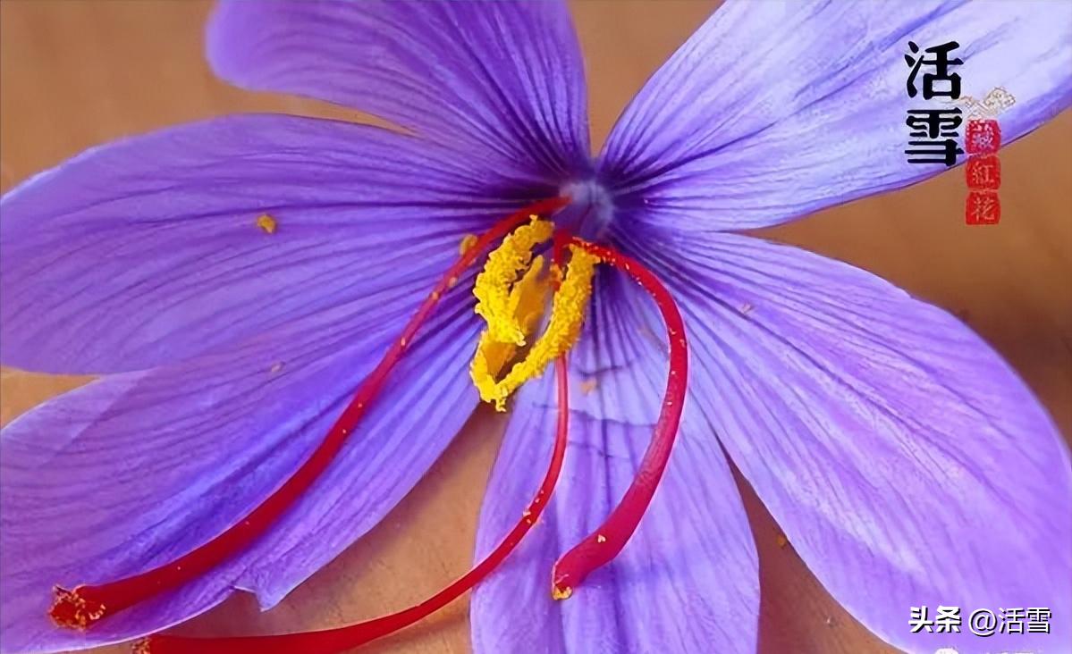藏红花真假辨别视频,藏红花真假最科学的鉴别方法