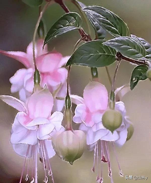 十大绝美花朵,绝美花朵视频