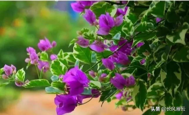 艳青的出处,艳青一家在美国全部视频