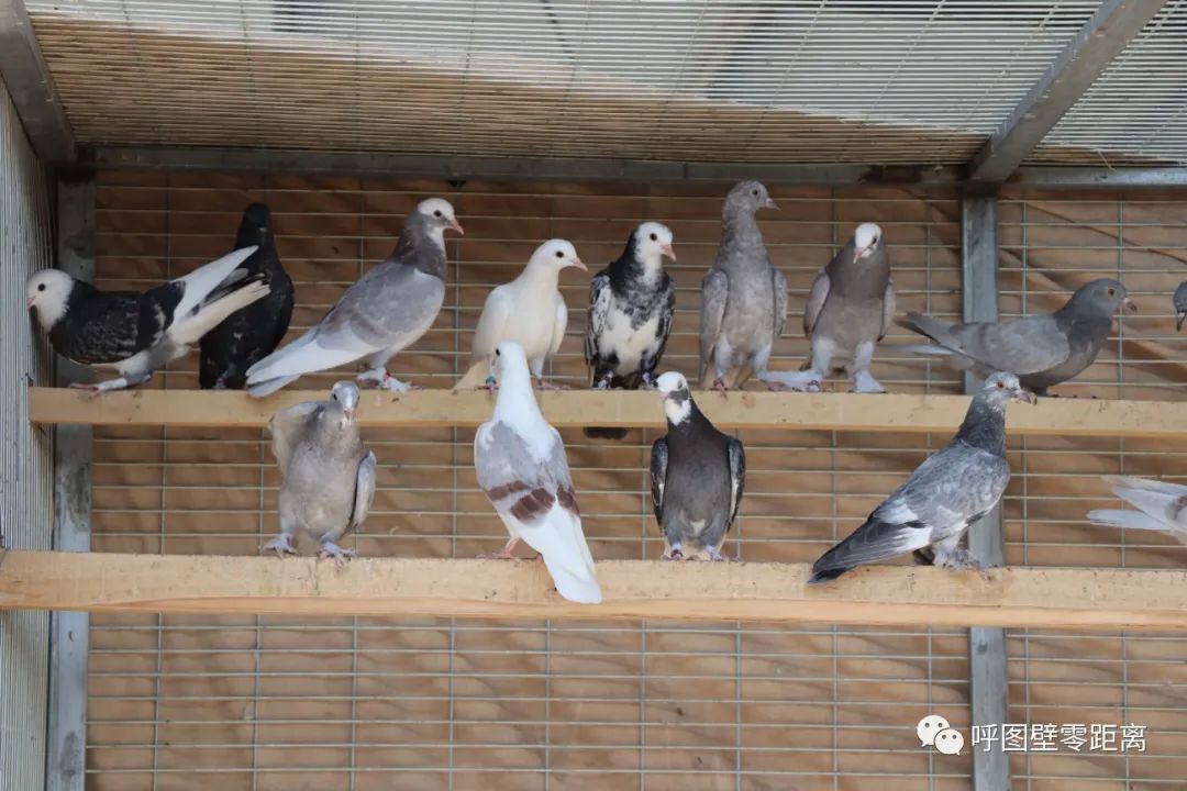 乡村振兴产业养殖介绍,乡村振兴养殖种植一体化