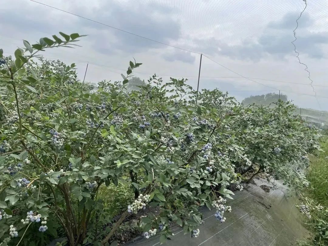 摘蓝莓桃子,摘蓝莓草莓樱桃桃子