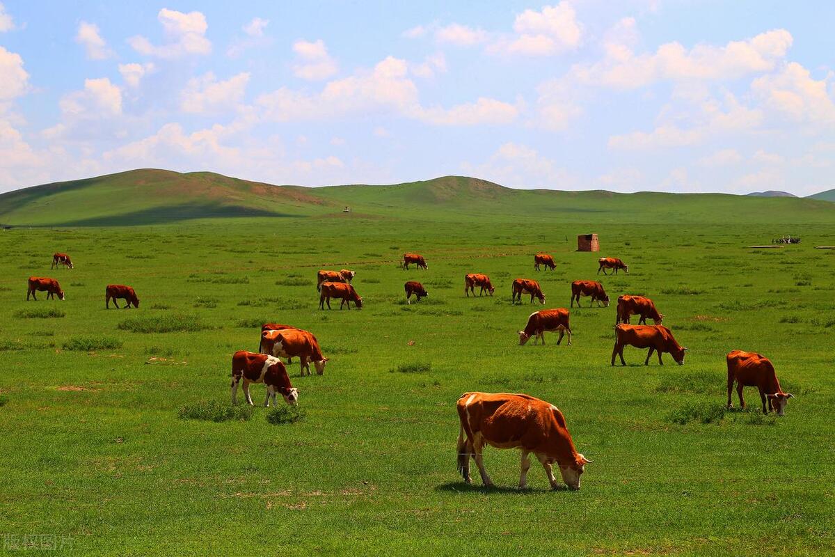 畜牧业价格行情看哪个网站,饲养牛羊价格走势预测表