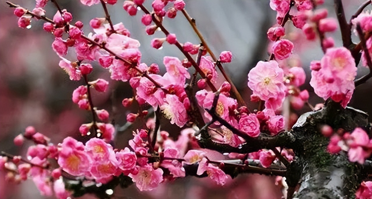 中国十大名花排行榜及图片,中国十大名花明细