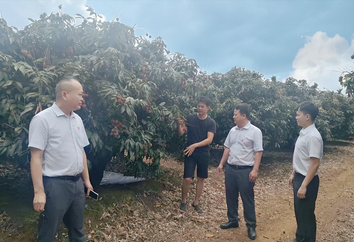 让小荔枝变致富果助力乡村振兴,让“小荔枝”变“致富果”