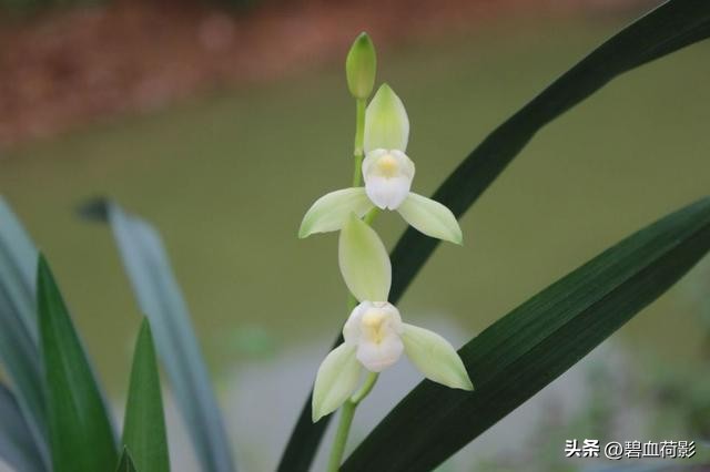 200万的兰花被盗判刑15年,盗挖名贵兰花获刑