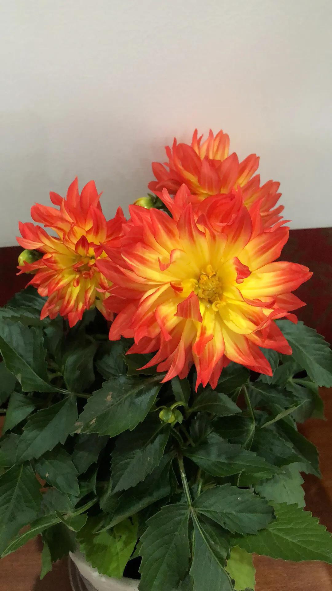 美丽俏佳人发型,美丽俏佳人化妆品好吗