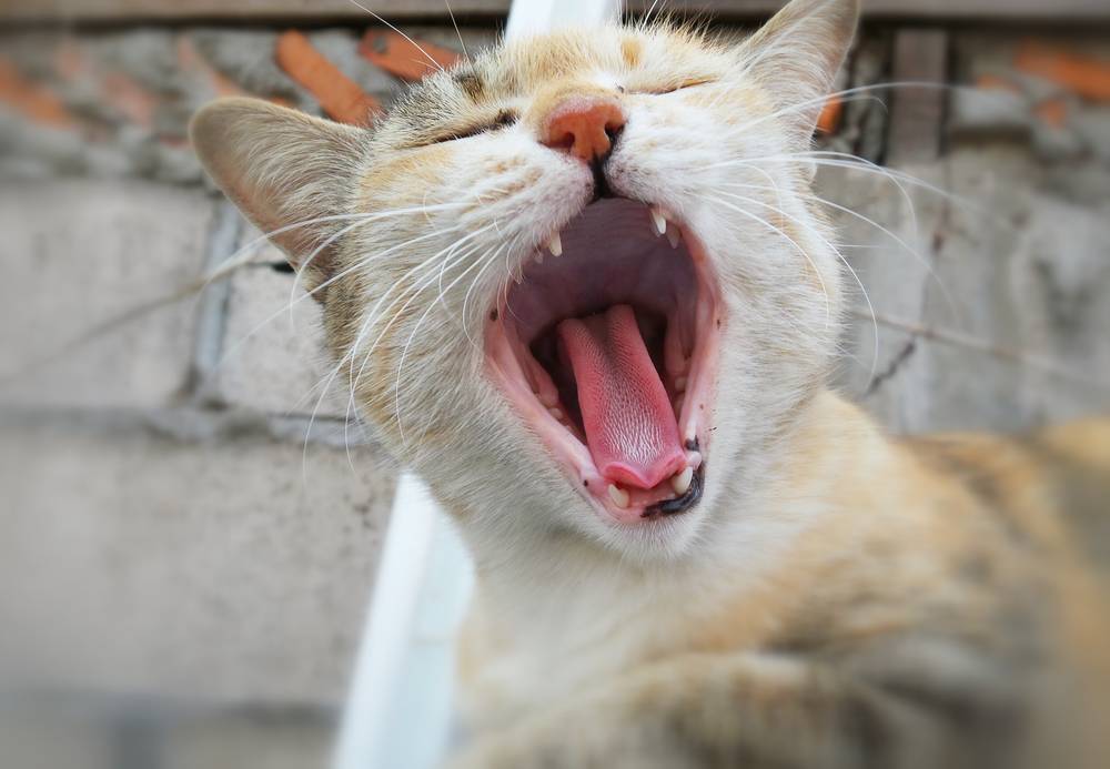 很可怕的六种猫一般不建议饲养 (哪5种猫不建议养)