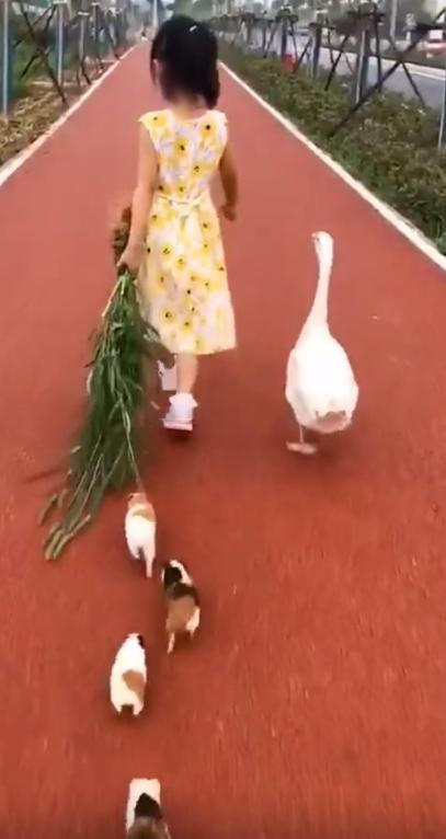 “狗界巅峰”：“把鸭当妈”骑鸭背上，全网最萌小狗吸粉550万