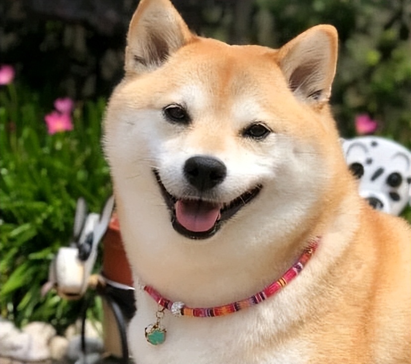 养狗应该怎么看狗狗是否健康,怎么判断自己养的狗健不健康