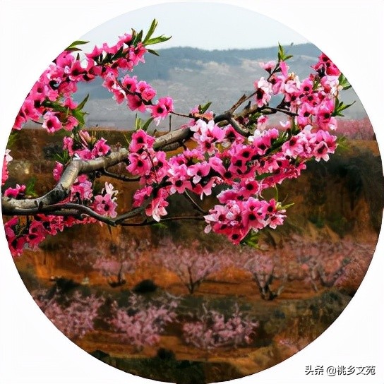 「原创」阴秀芹:妈妈的忌日