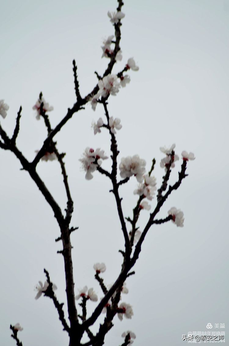 春风拂柳梅花开,桃李春风梅花开