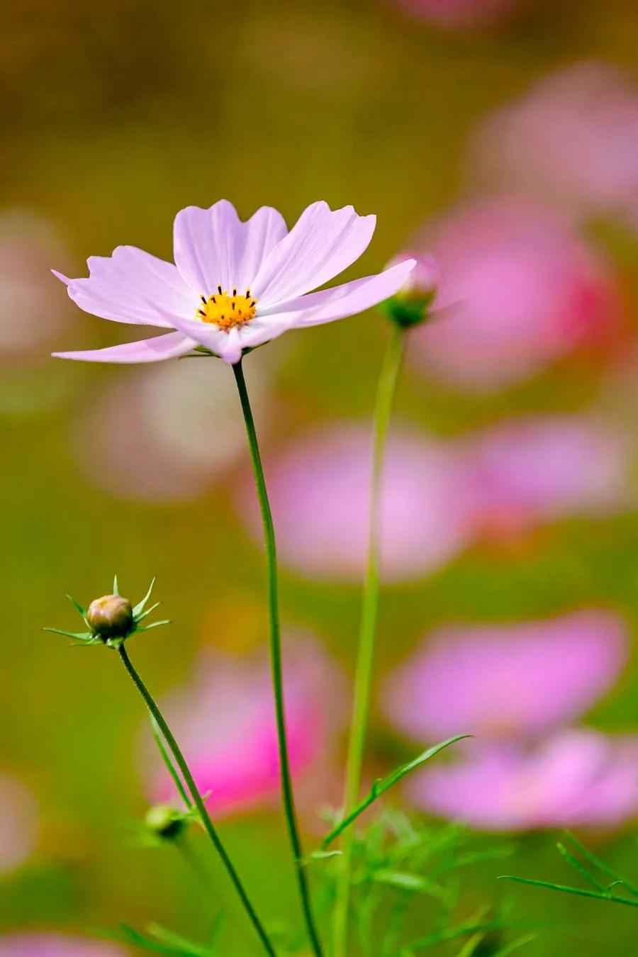 最漂亮迷人的格桑花盛开在绿草上,初冬的格桑花依然娇艳