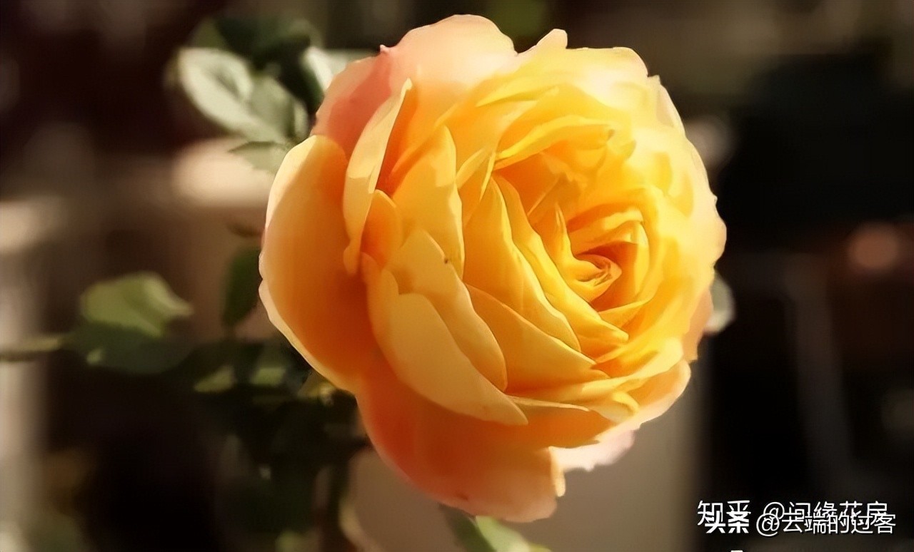 1到99朵玫瑰的含义图片,1到99朵玫瑰花语是什么