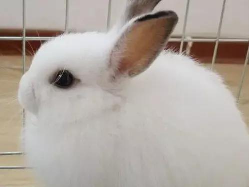 适合养在家里的小宠物兔子,可爱的小兔子宠物怎么养