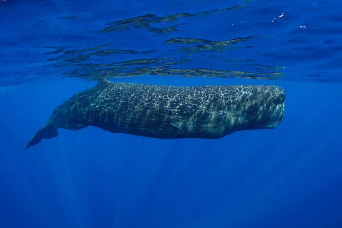 海洋的庞然大物蓝鲸,地球进化史上最大的生物