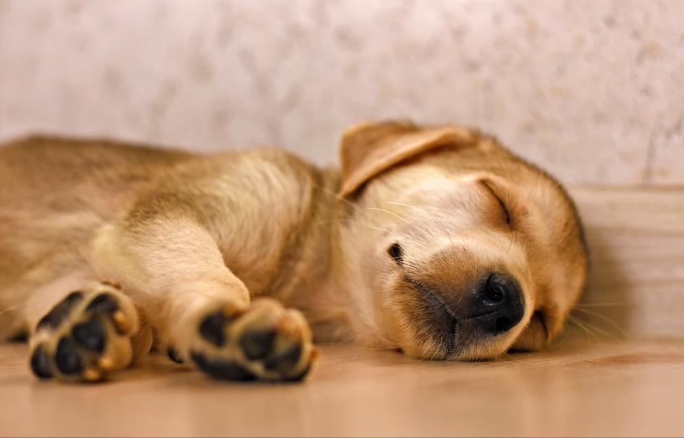 别再傻乎乎的乱买狗狗,狗狗有必要买狗窝吗