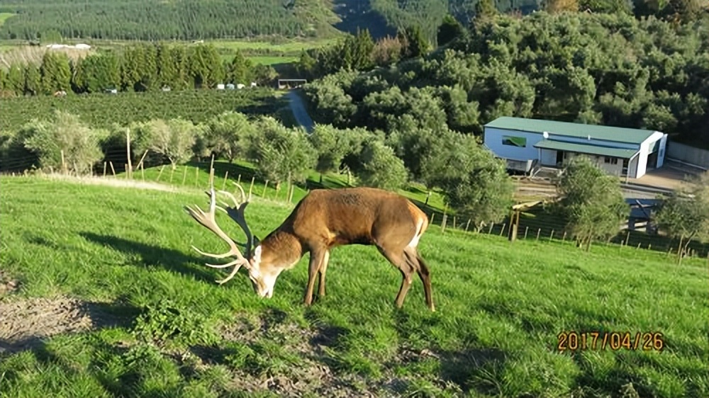 鹿角可血腥重生，却被西方偷师，鹿产品甚至被反向输出到了国内？