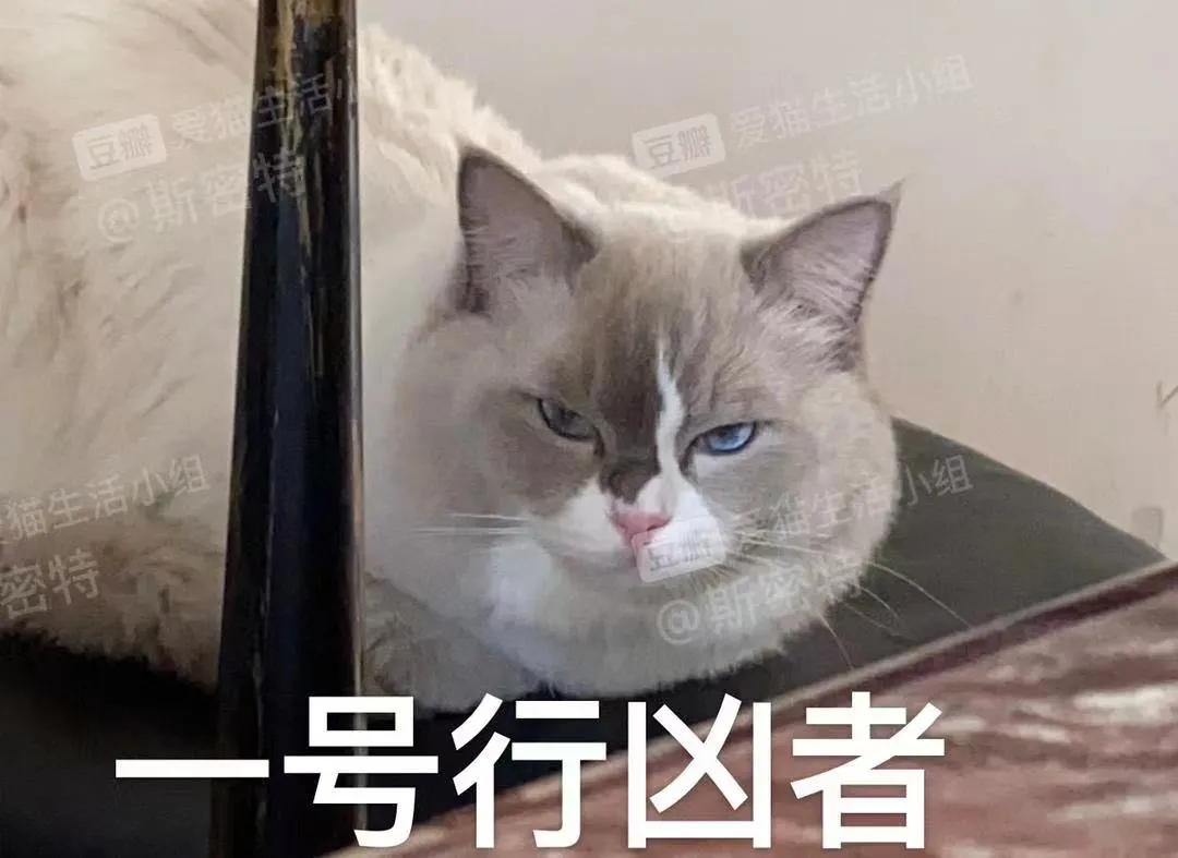 两只猫打架一只过肩摔,两只猫打架撞破了我家的玻璃