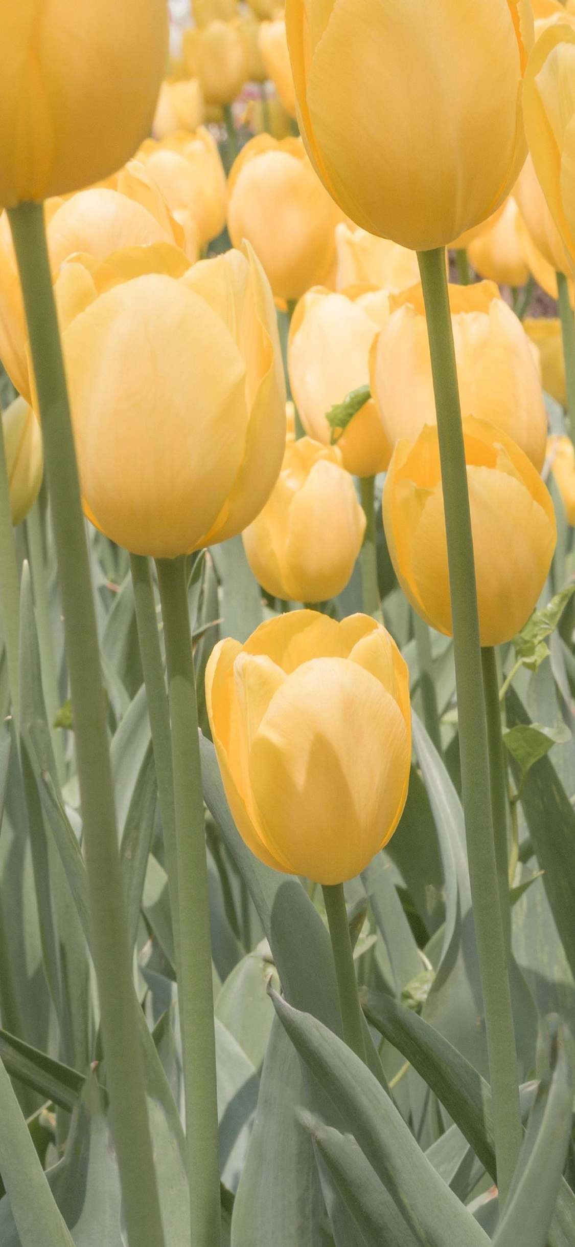 2023年手机壁纸,2023年最新款超清手机壁纸