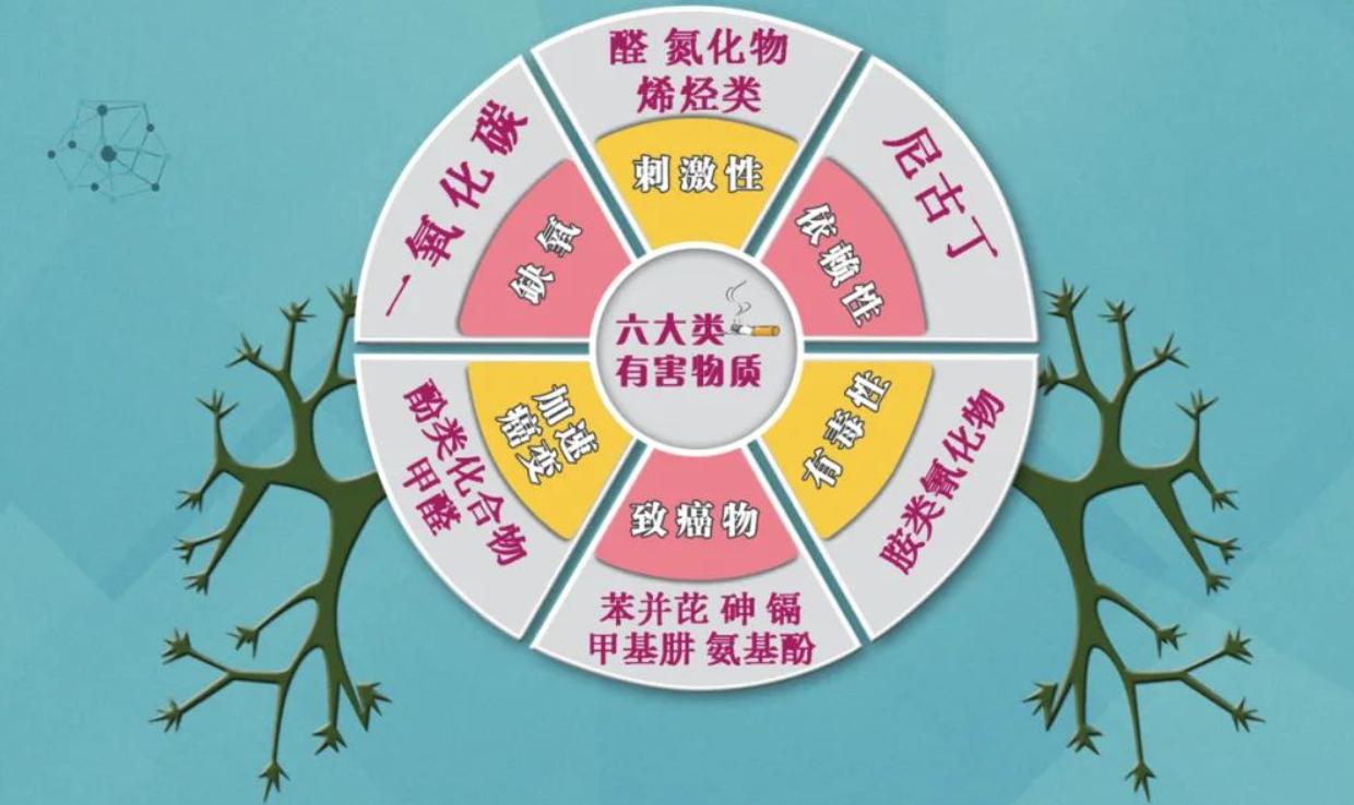 吸烟危害动物实验视频,吸烟对猫狗的危害