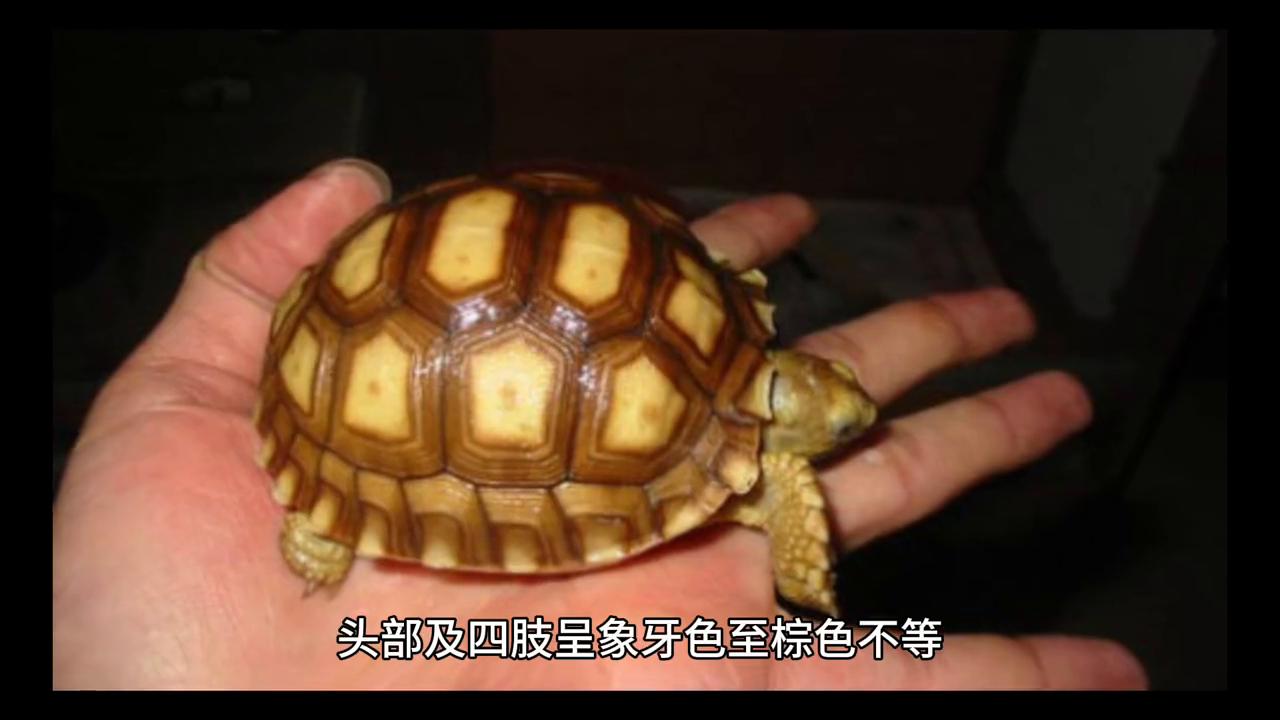 陆龟苏卡达幼龟,陆龟苏卡达和赫曼哪个好