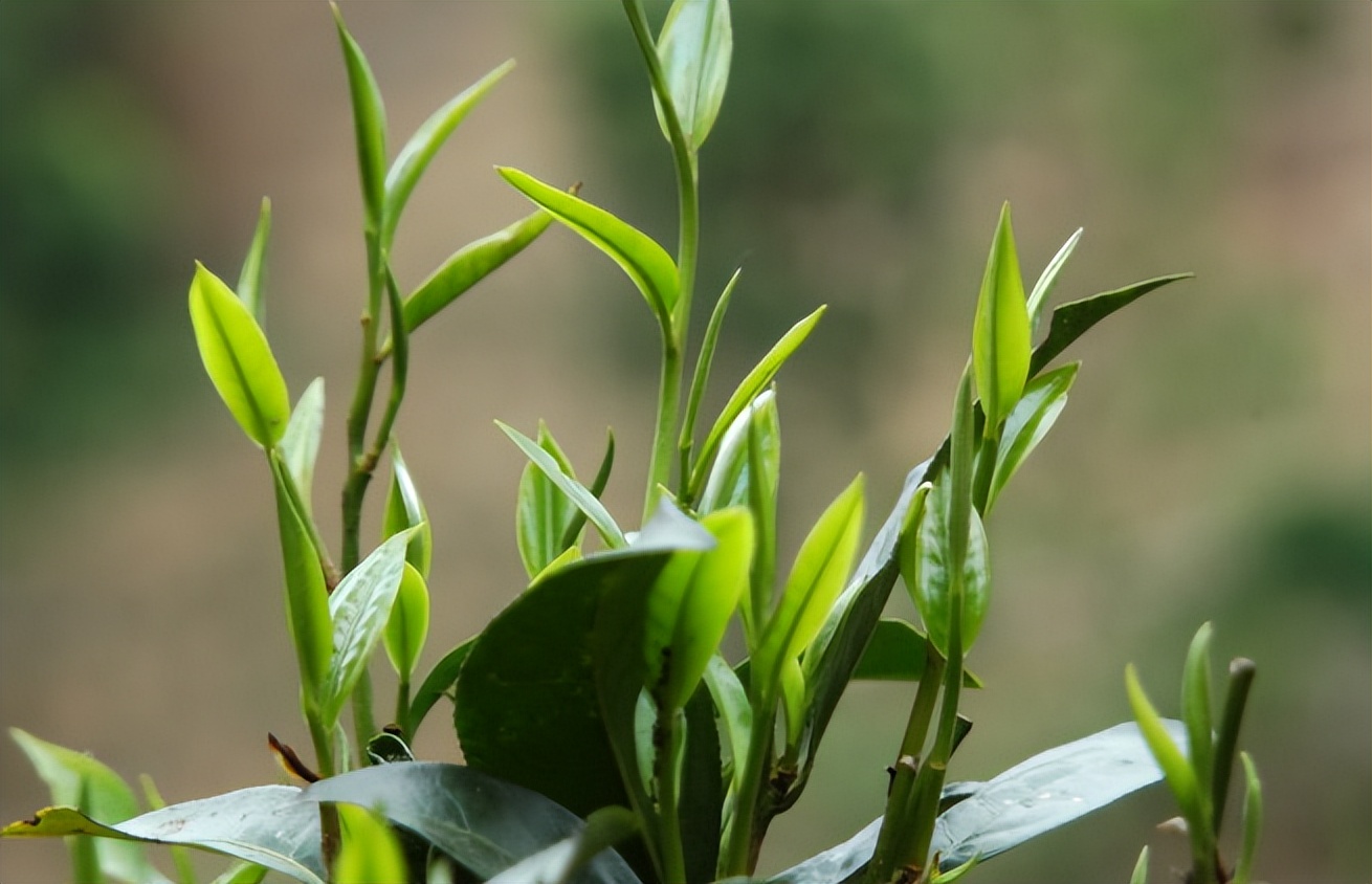 平价白茶茶叶推荐哪款比较好喝的,老牌子的平价茶叶推荐哪款