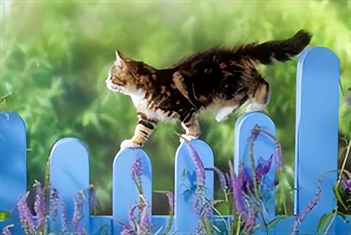 不小心搞掉猫咪胡须,猫咪的胡子可以稍微剪掉一点点嘛