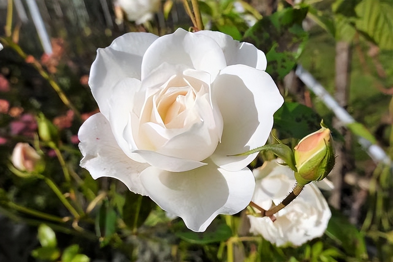 兄弟姐妹相处不和谐怎么办,兄弟姐妹之间相处不好怎么办