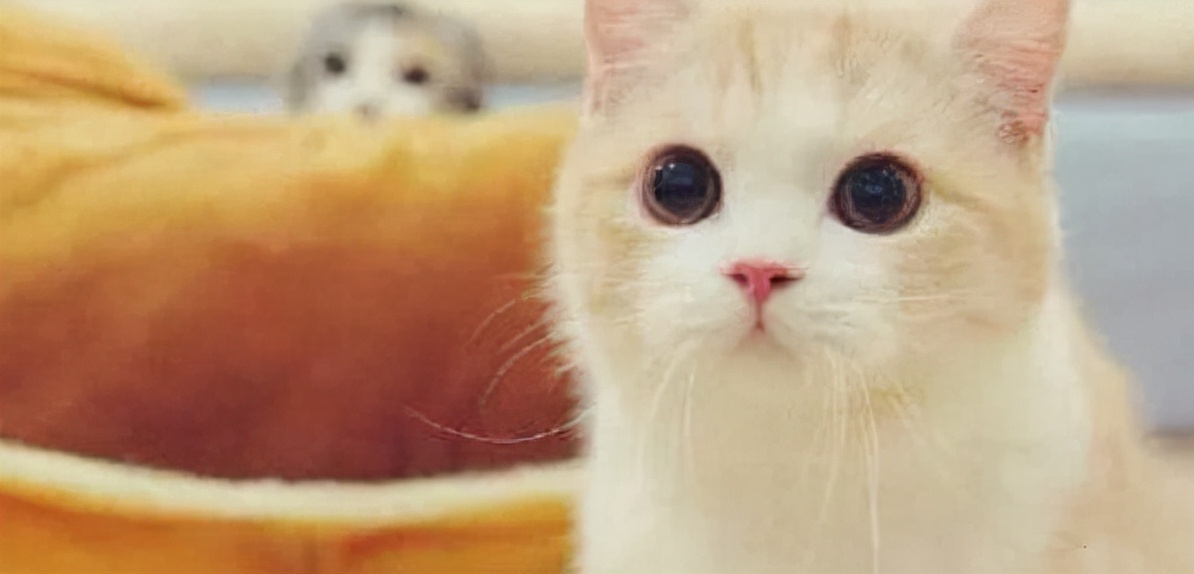 猫咪受伤后，常见的伤口的处理方法，你知道吗？